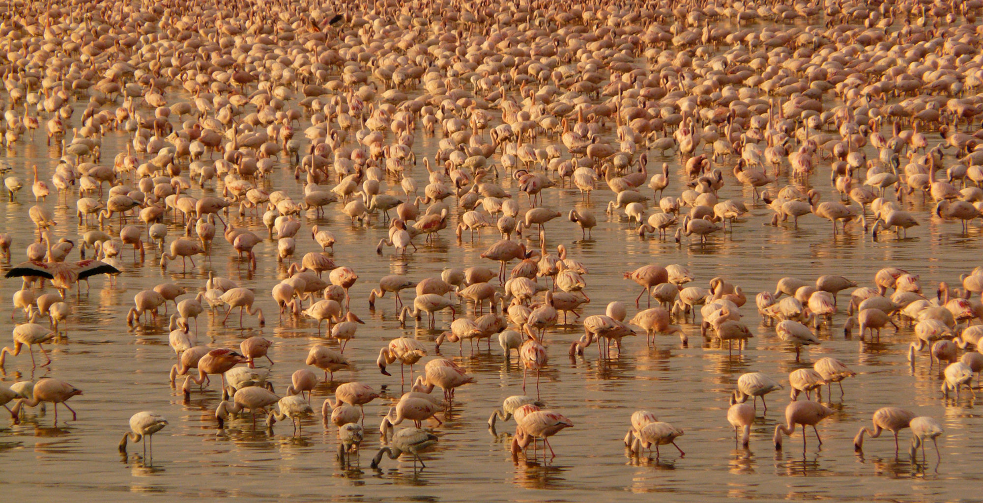 Kenya-Great-Rift-Valley-Wildlife-Flamingo