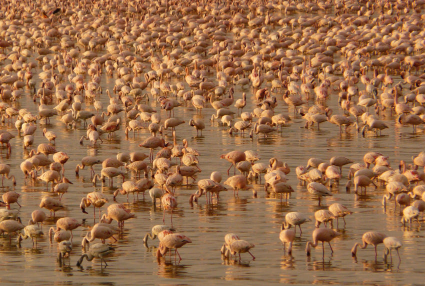 Kenya-Great-Rift-Valley-Wildlife-Flamingo