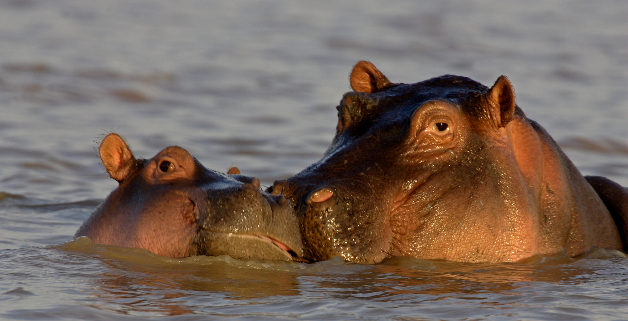 Kenya-Great-Rift-Valley-Wildlife-Hippo