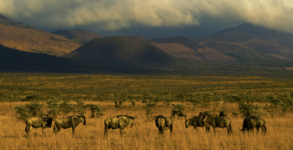 Kenya-Ambolesi-National-Park-Wildlife