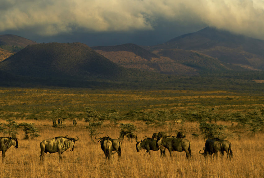 Kenya-Ambolesi-National-Park-Wildlife