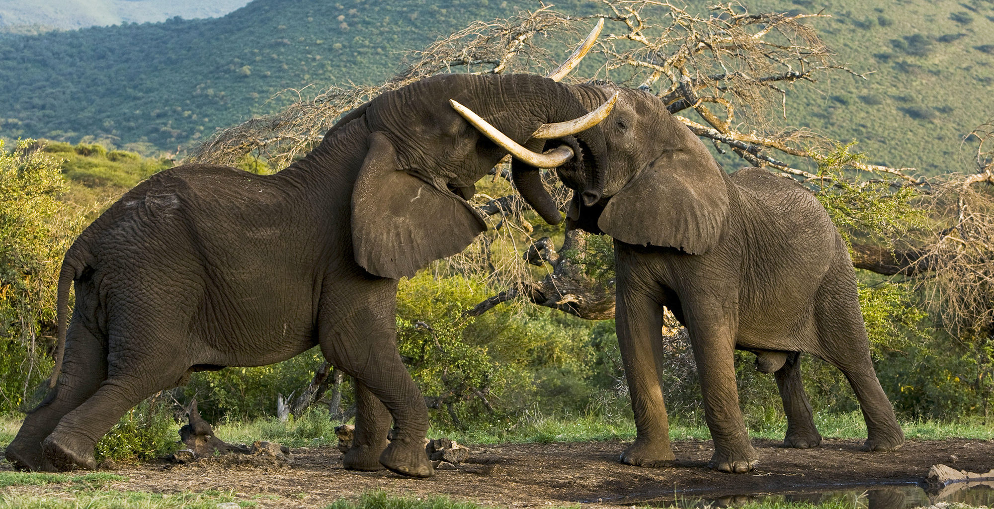 Kenya-Amboseli-National-Park-Wildlife-Elephant