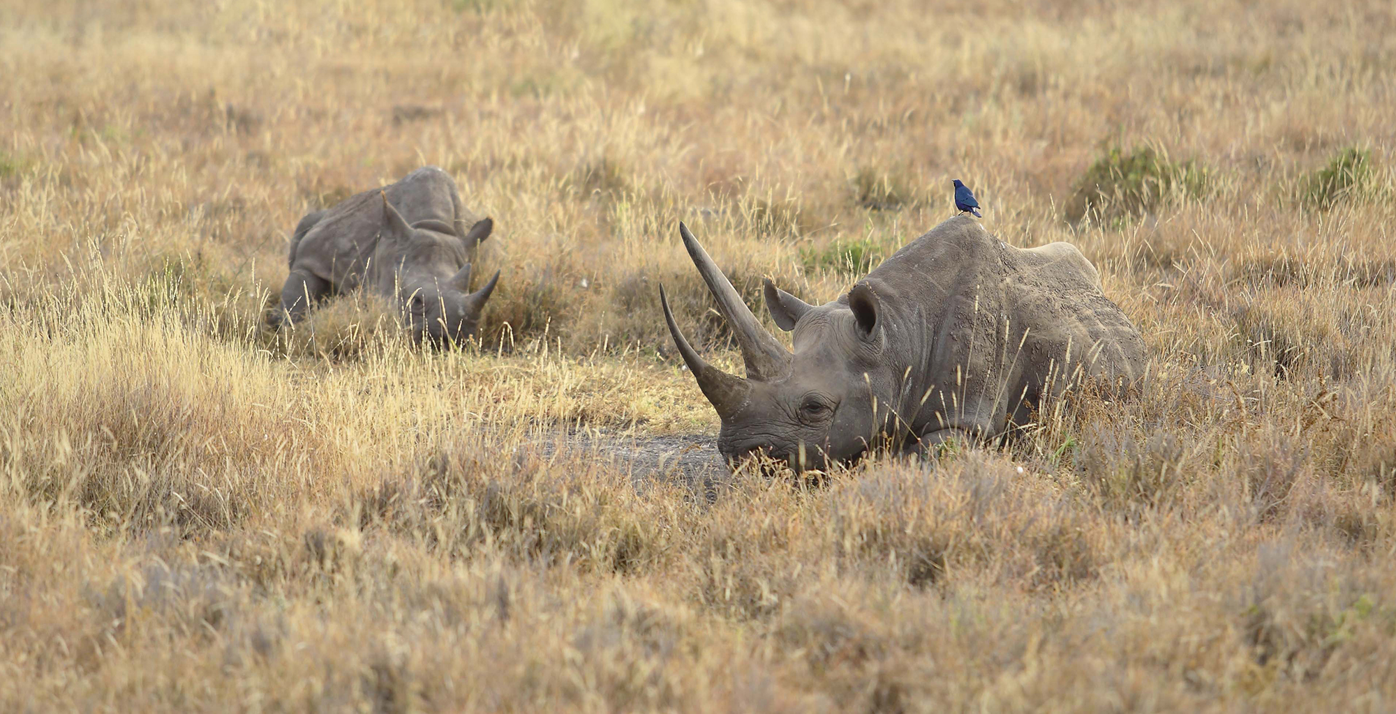 Kenya-Kifaru-House-Rhino