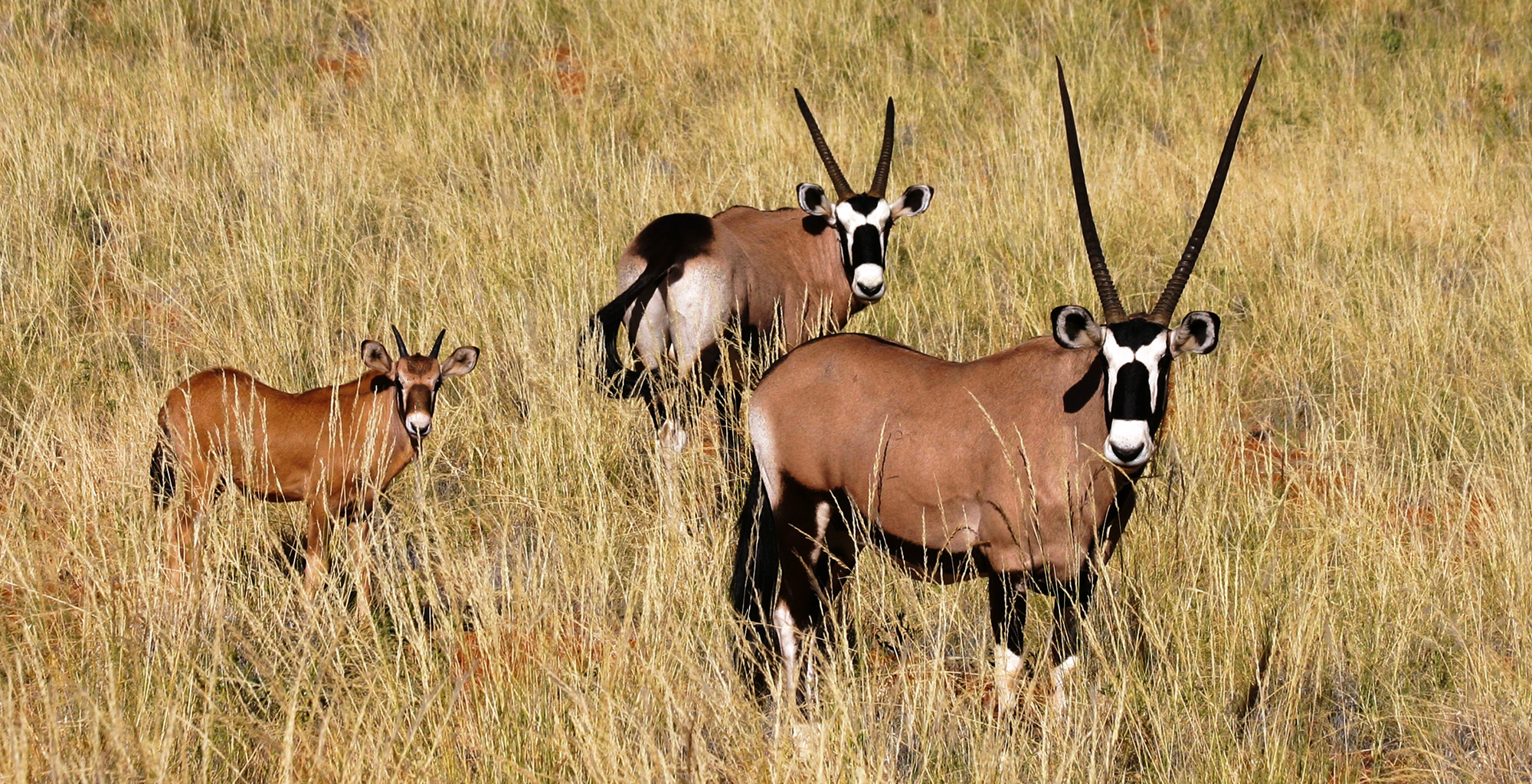 Namibia-Wildlife-Oryx