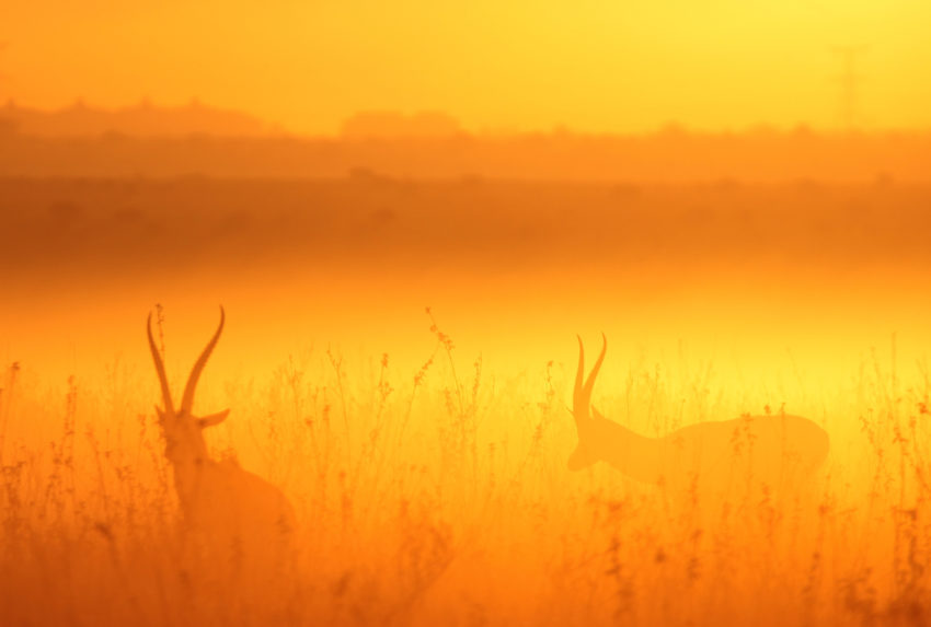 Kenya-Nairobi-Antelope-Sunset