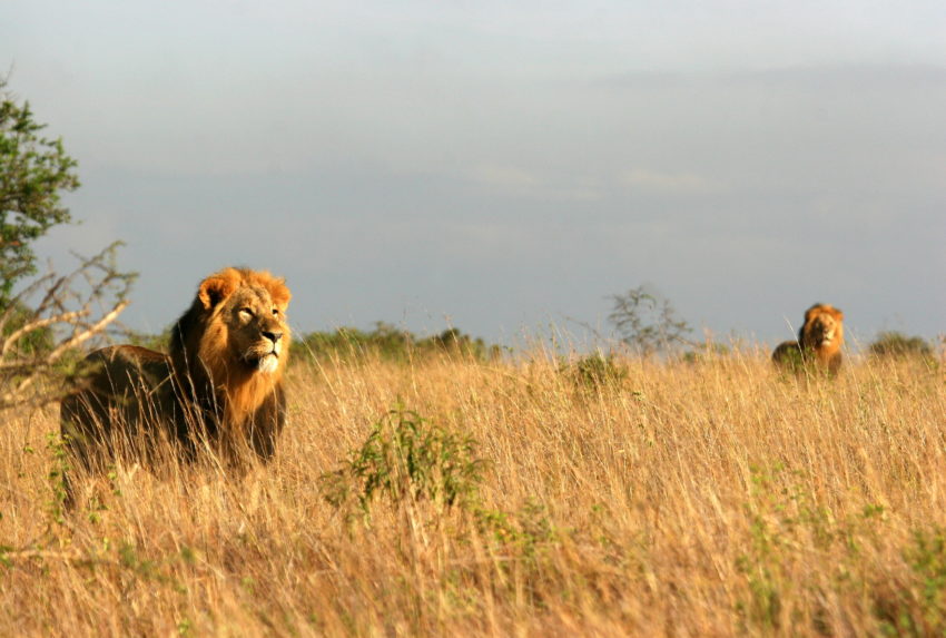 Kenya-Nairobi-Kenya-Nairobi-Wildlife-Lion