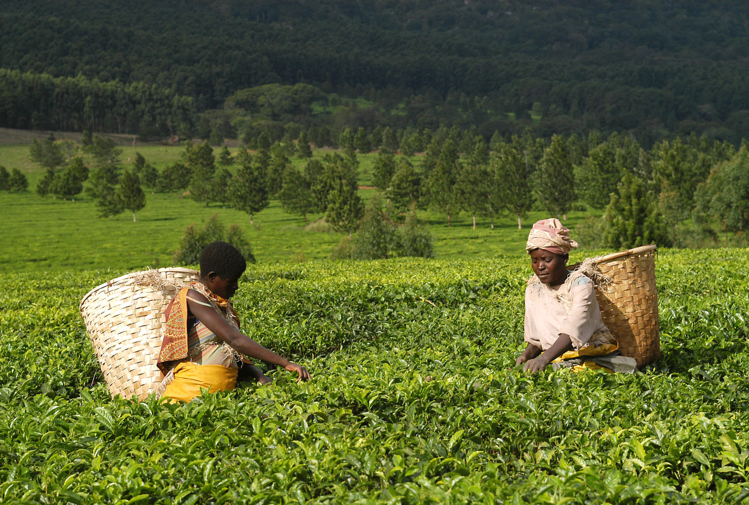 Tea Plantations of the southern highlands - Journeys by Design
