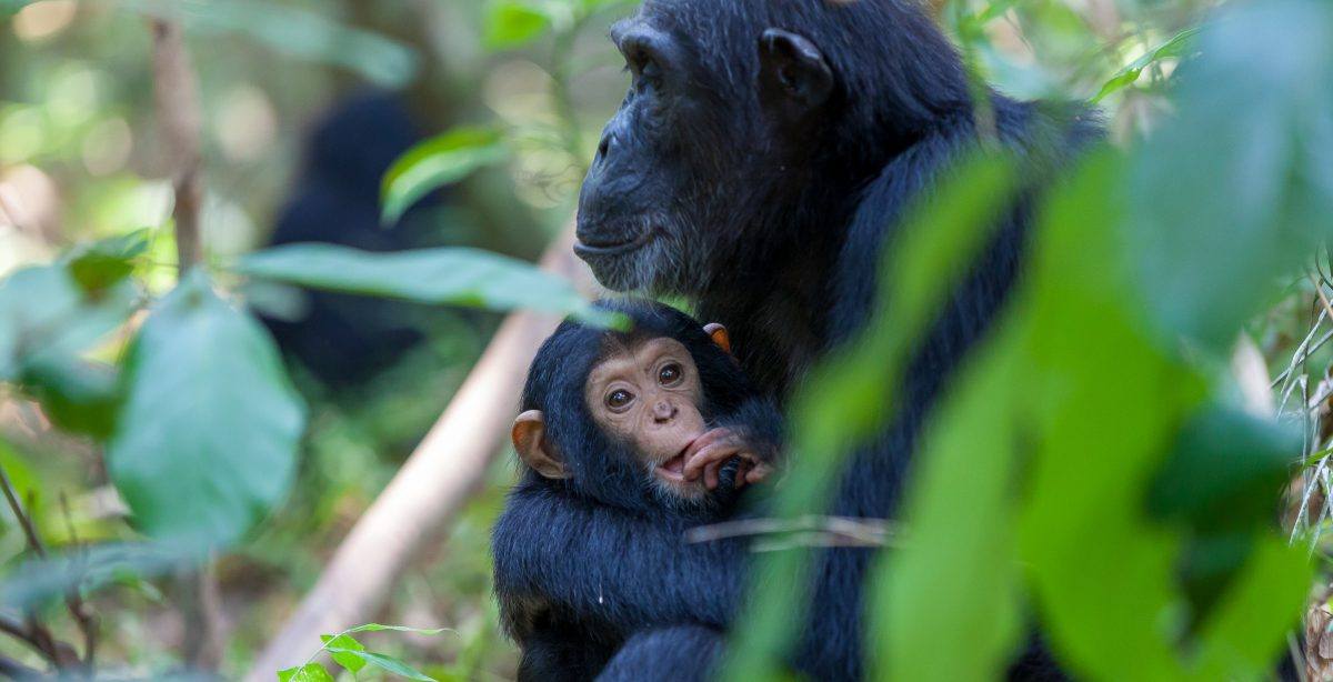 Chimpanzee Trekking, Tanzania - Journeys by Design