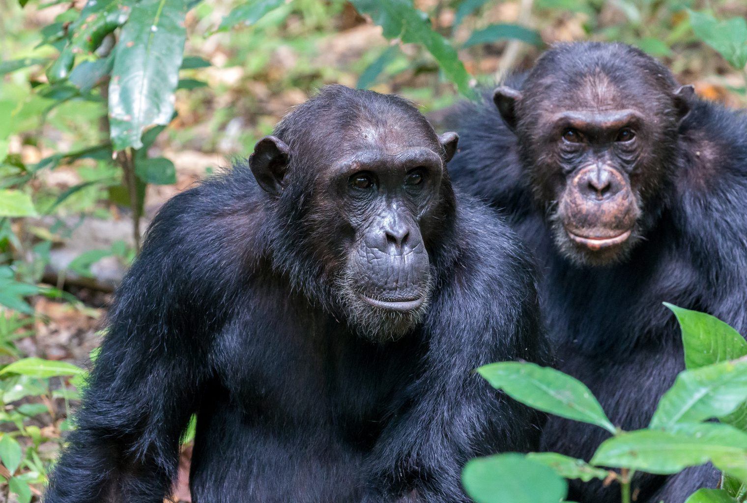 Chimpanzee Trekking, Tanzania - Journeys by Design