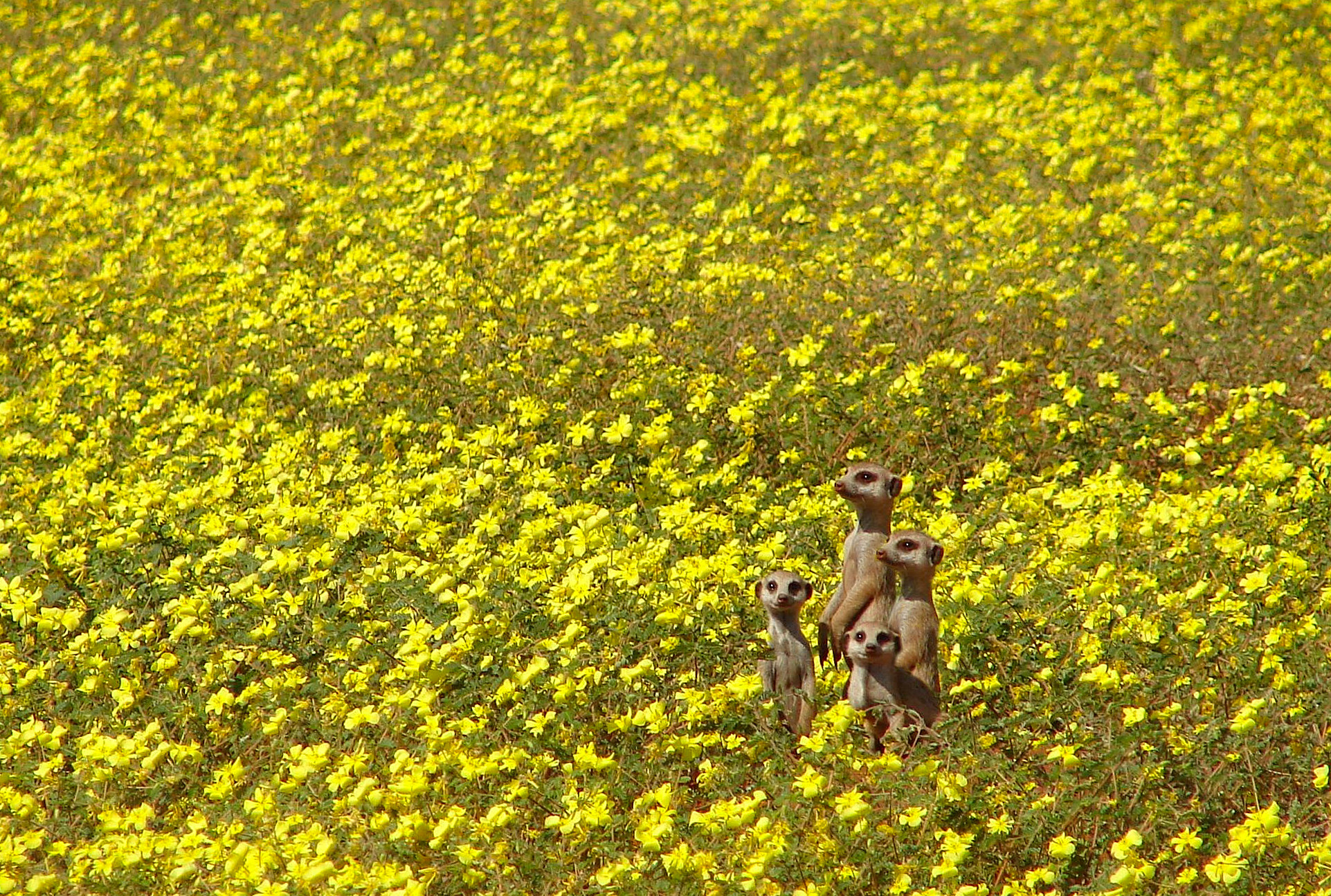 Tswalu Kalahari South Africa Meerkats Landscape