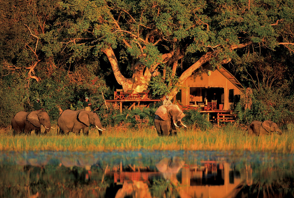 Abu Elephant Camp In The Okavango Delta, Botswana