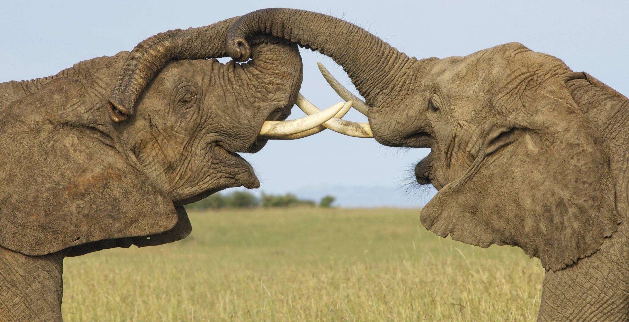 Kenya-Maasai-Mara-Wildlife-Elephant