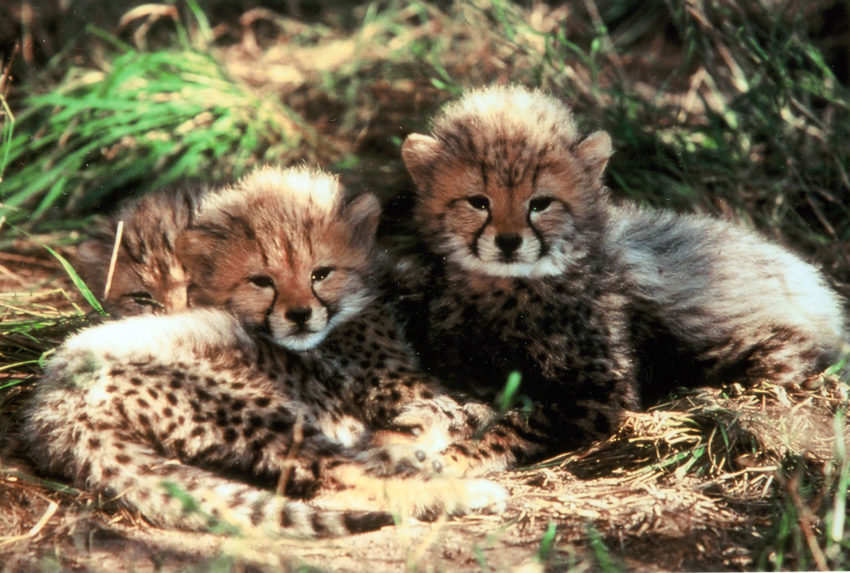 Camp Jabulani South Africa Living Cheetah