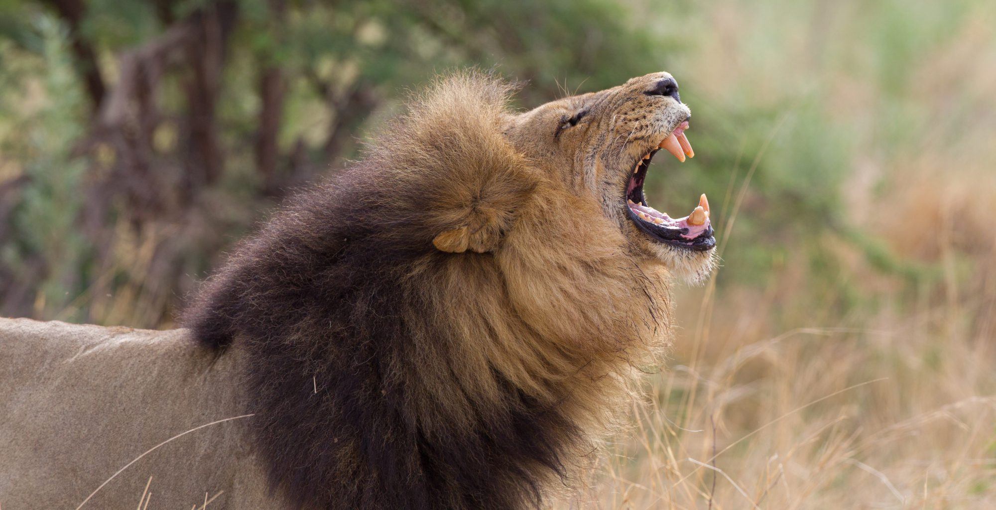 Botswana-Chitabe-Lediba-Lion
