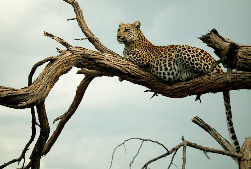 Specialist Wild Animal Safaris In Africa