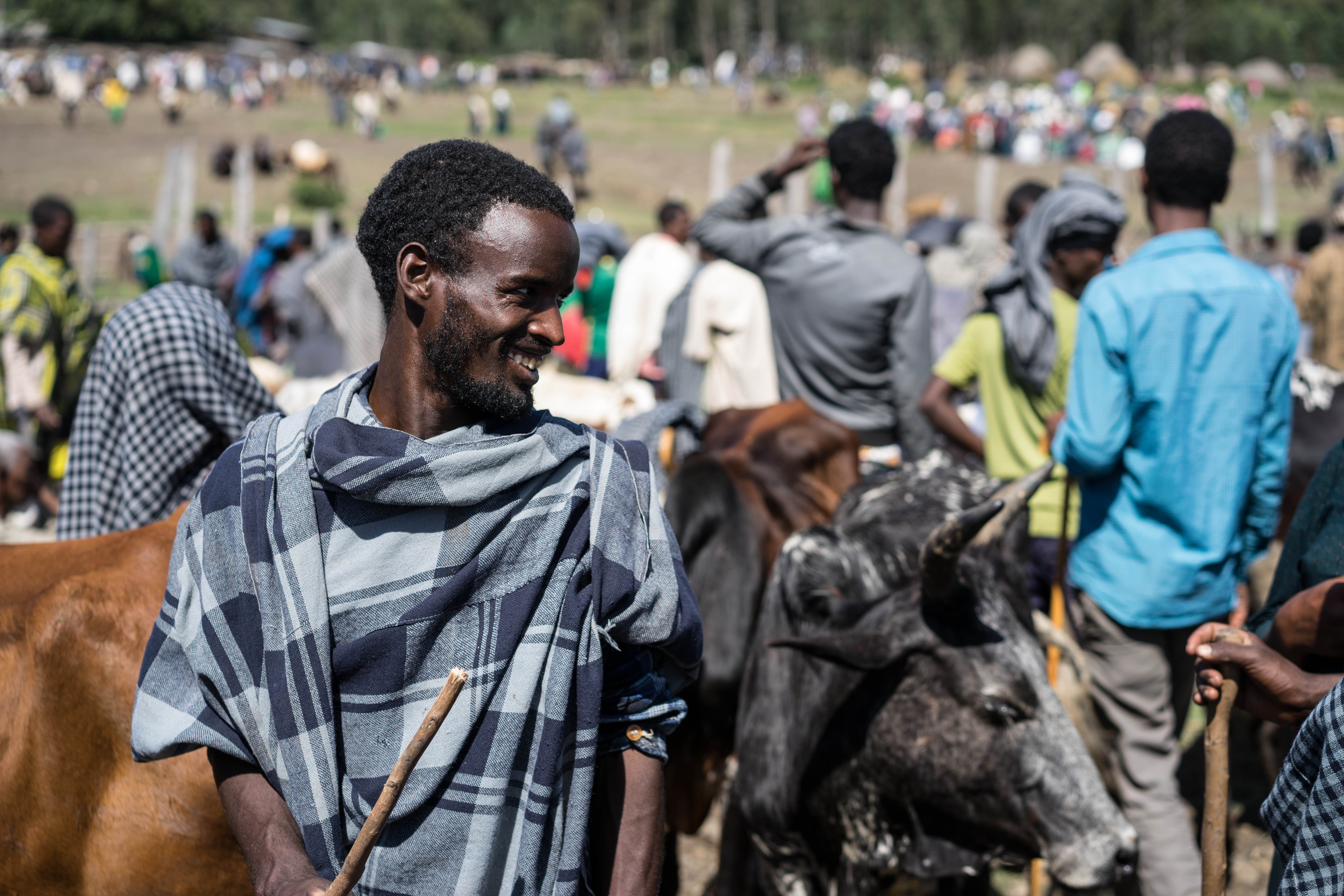 Bahir Dar Ethiopia Cattle Market