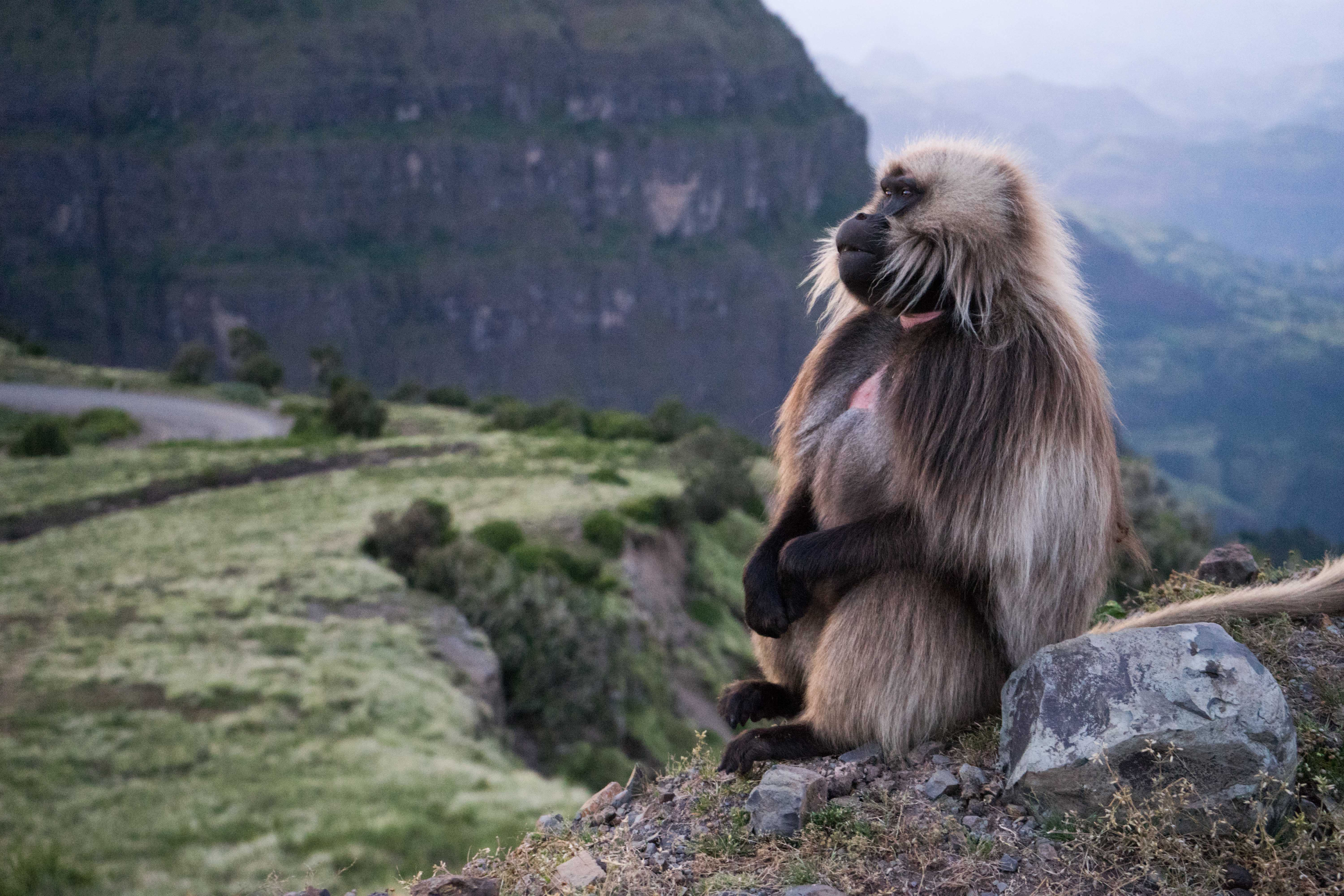 Simien Mountains Ethiopia