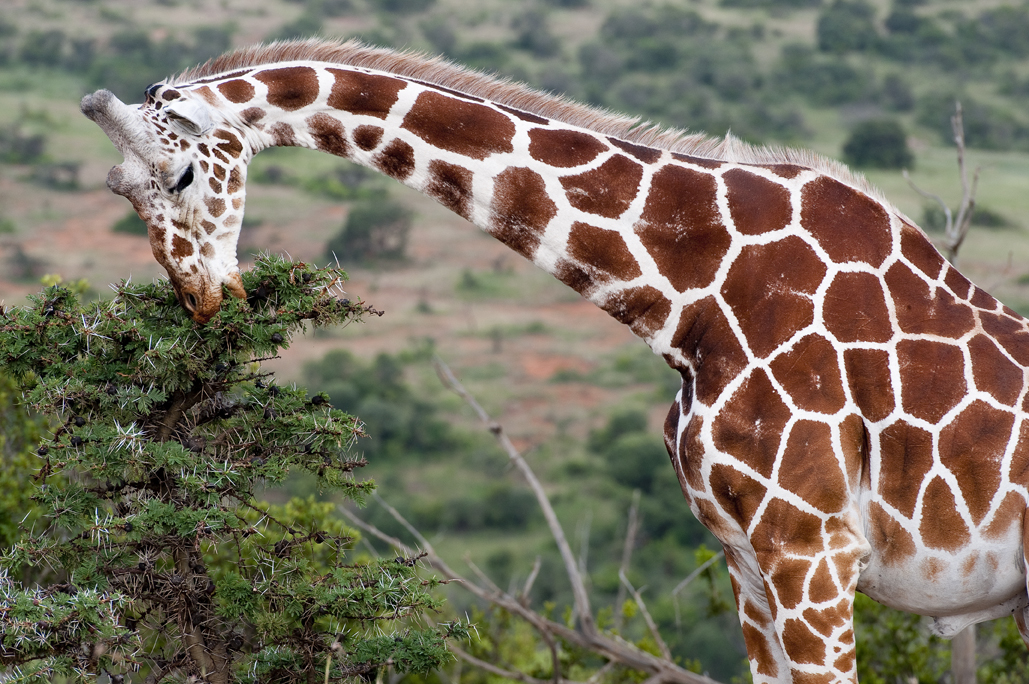 Sirai House Kenya Giraffe