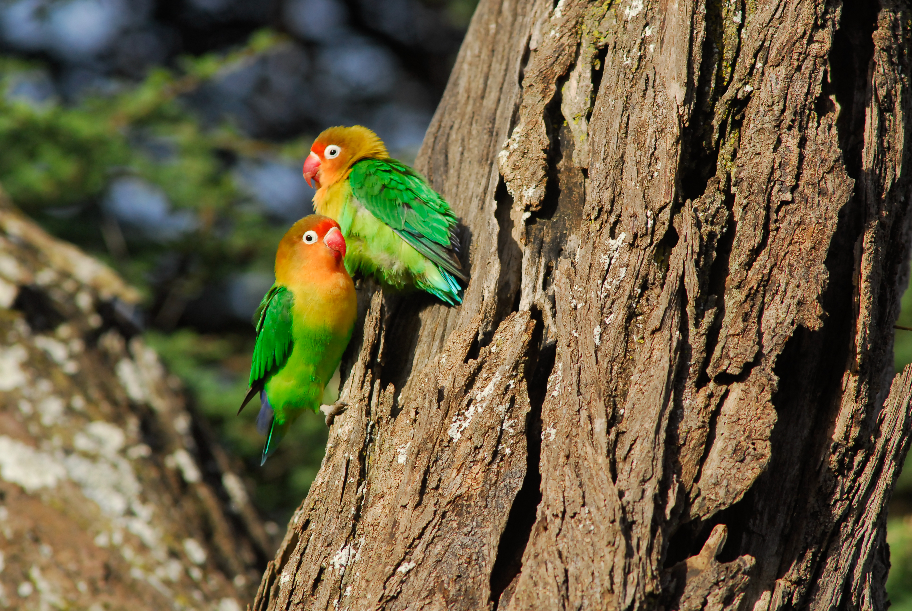 Dorobo Safaris Tanzania Bird