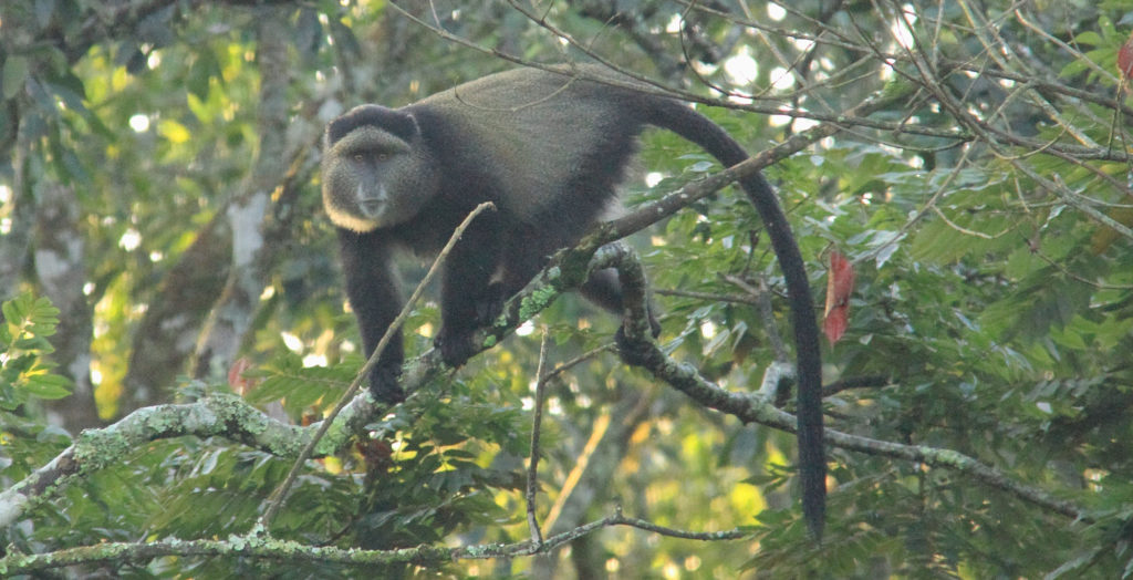 GoldenMonkeyRwanda