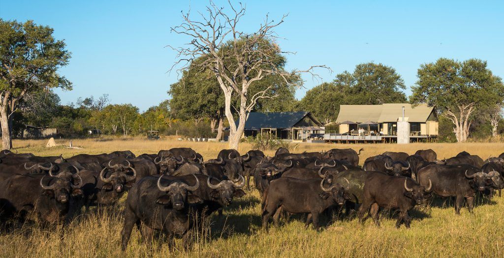 Zimbabwe-Hwange-Linkwasha-Exterior-Buffalo