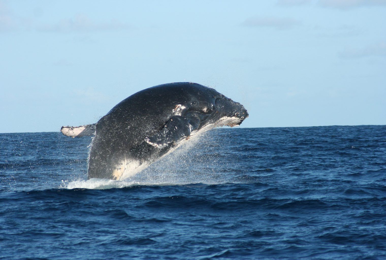amazing whales journeys