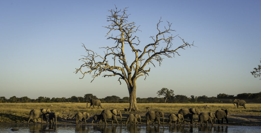Zimbabwe-Hwange-Elephants