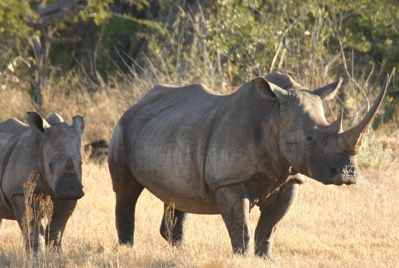 Jamala-Madikwe-South-Africa-Wildlife