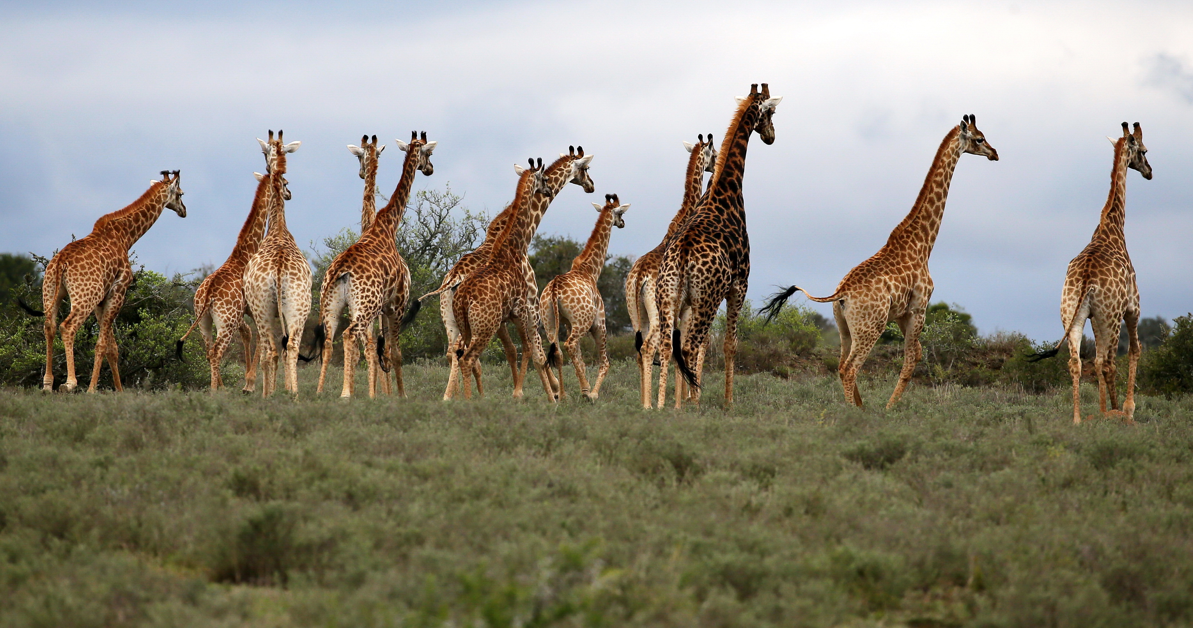 Uplands-Homestead-South-Africa-Giraffe