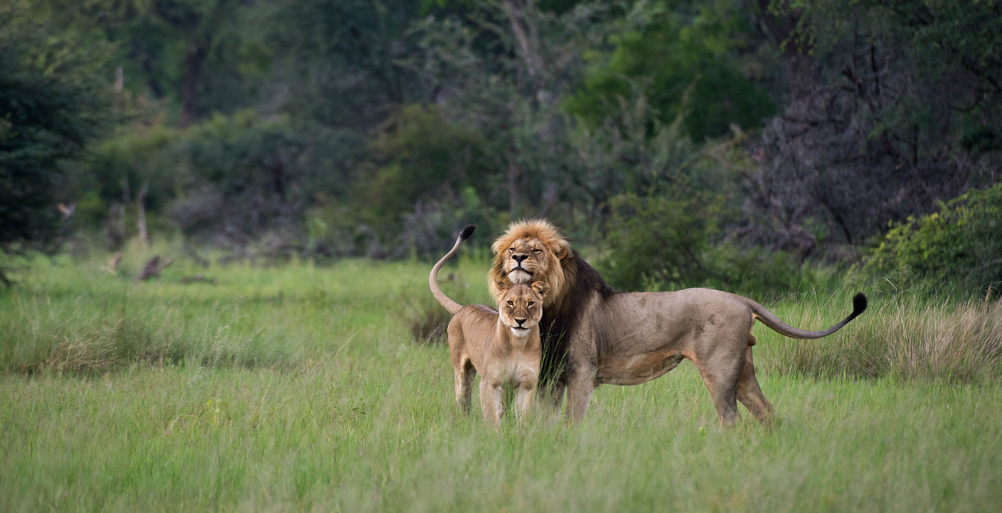 Zimbabwe-Hwange-Lions