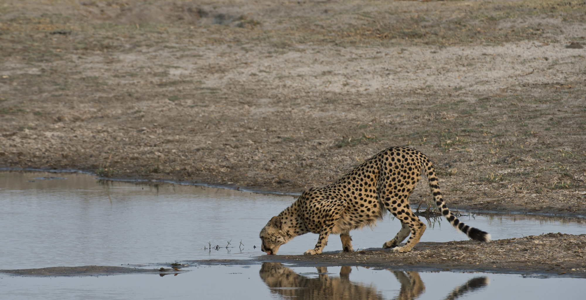 Zimbabwe-Hwange-Cheetah