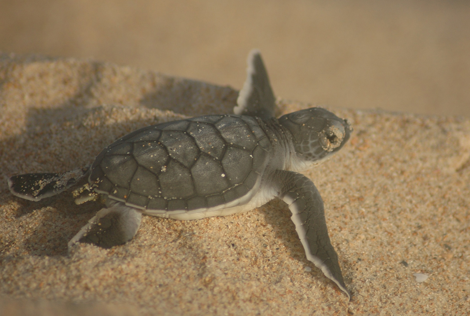 Mainland-Coast-Kenya-Turtle