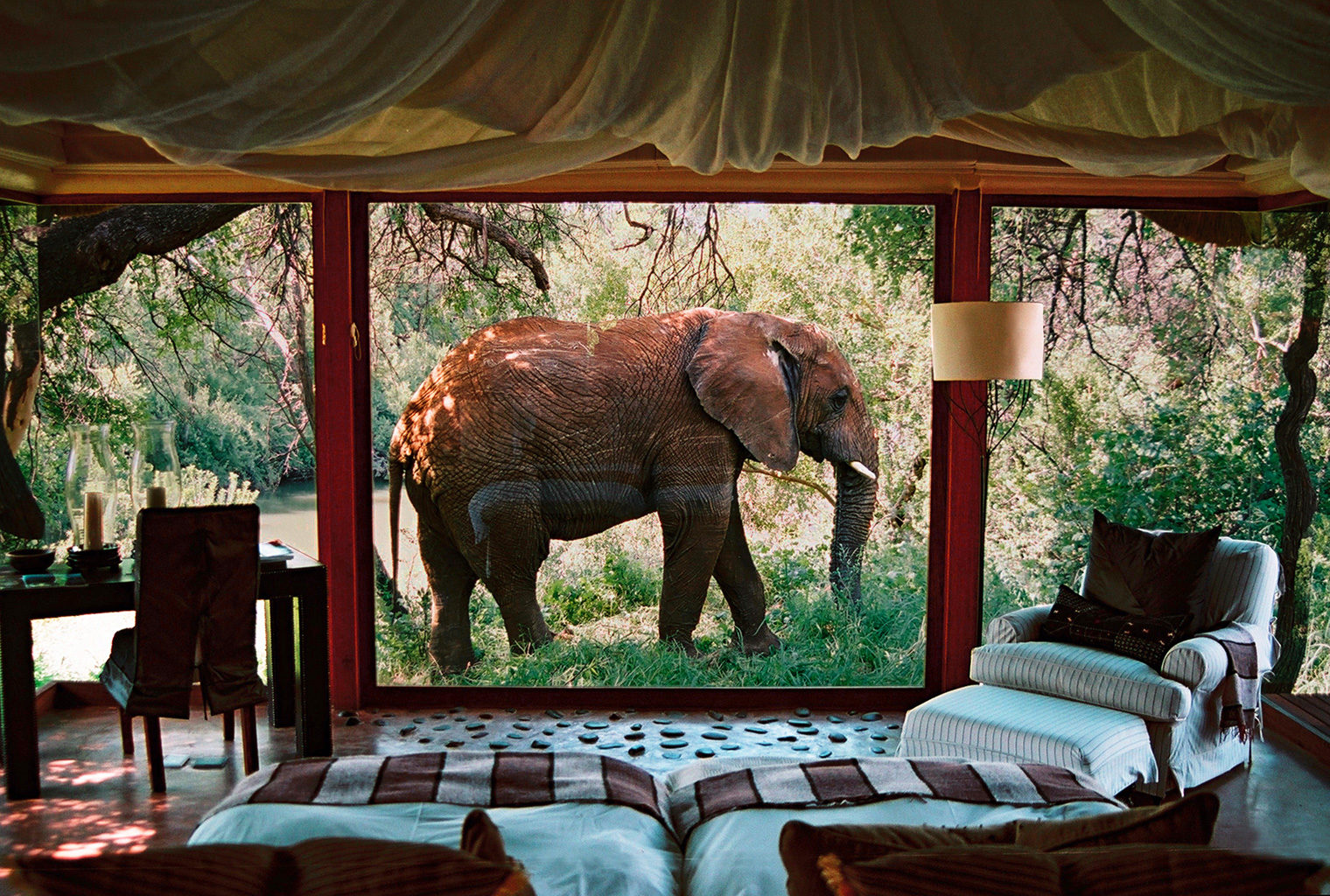 South-Africa-Makanyane-Lodge-Elephant-in-Window