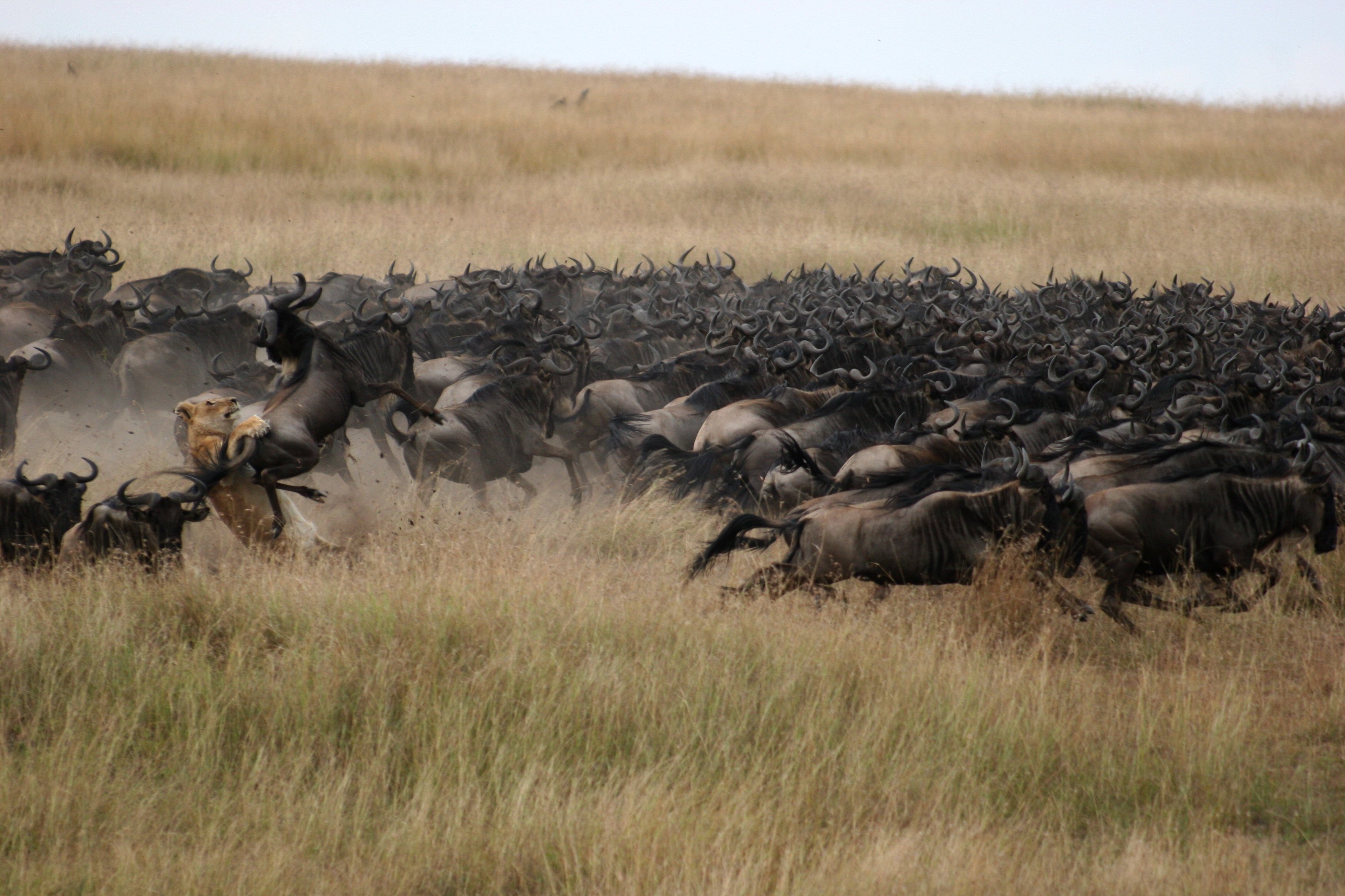 Какие животные мигрируют. Великая миграция Серенгети. Антилопа гну сафари Танзания. Национальный парк Серенгети миграция. Великая миграция животных в Африке.