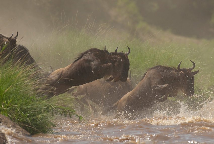 Masaai-Mara-Area-Wildebeest-Hero
