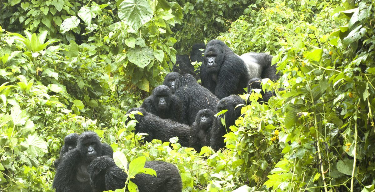 Gorilla Trekking In Virunga Rwanda: Luxury Gorilla Safaris