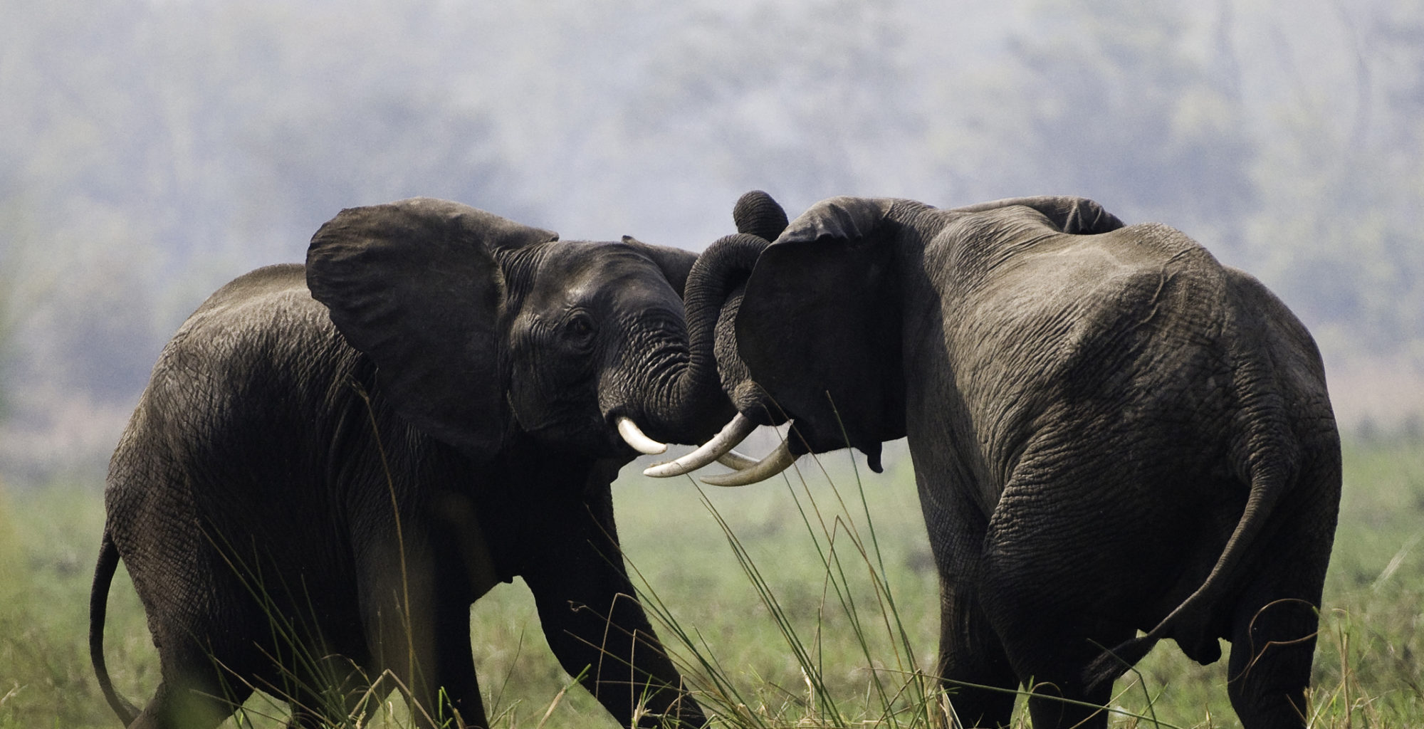 Malawi-Liwonde-National-Park-Elephants