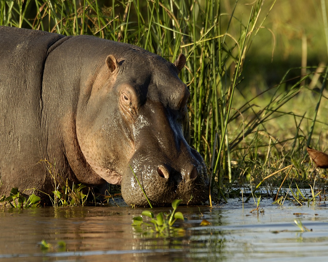 Liwonde National Park Malwai Wildlife