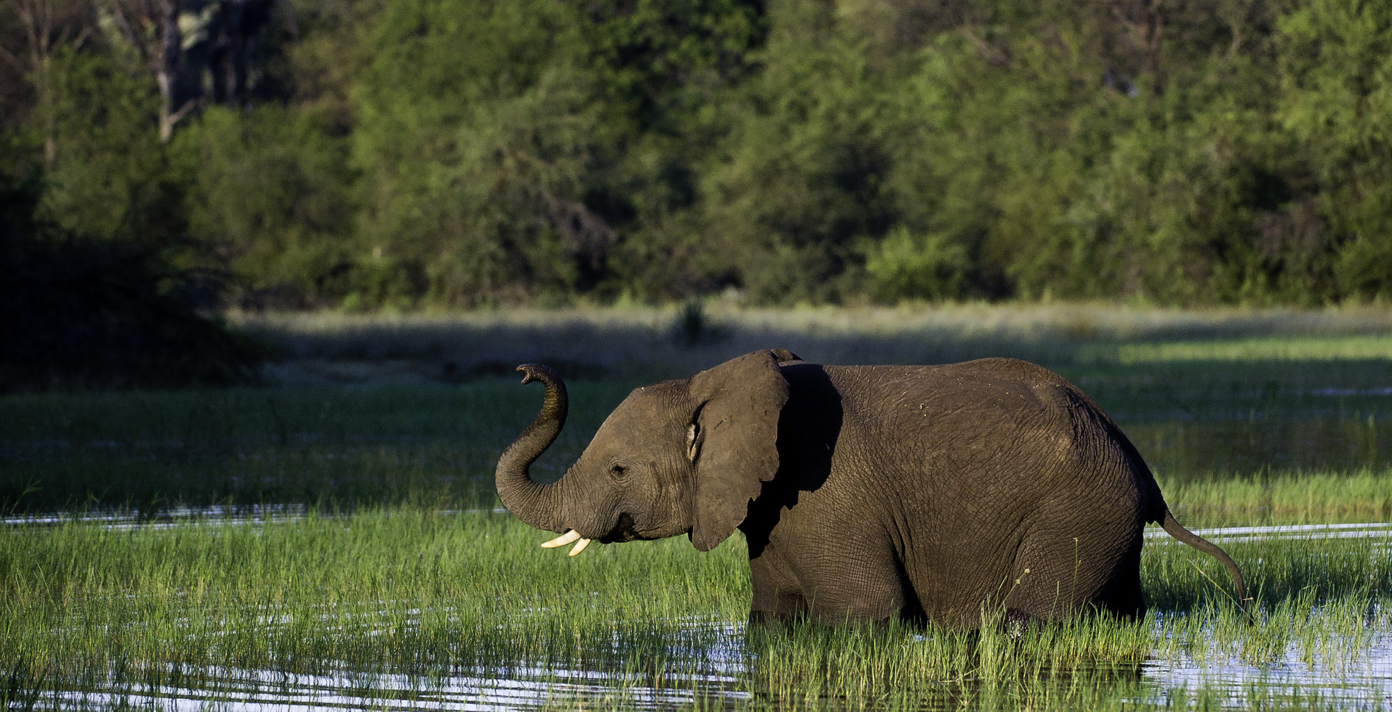 Jacana-Botswana-Elephant