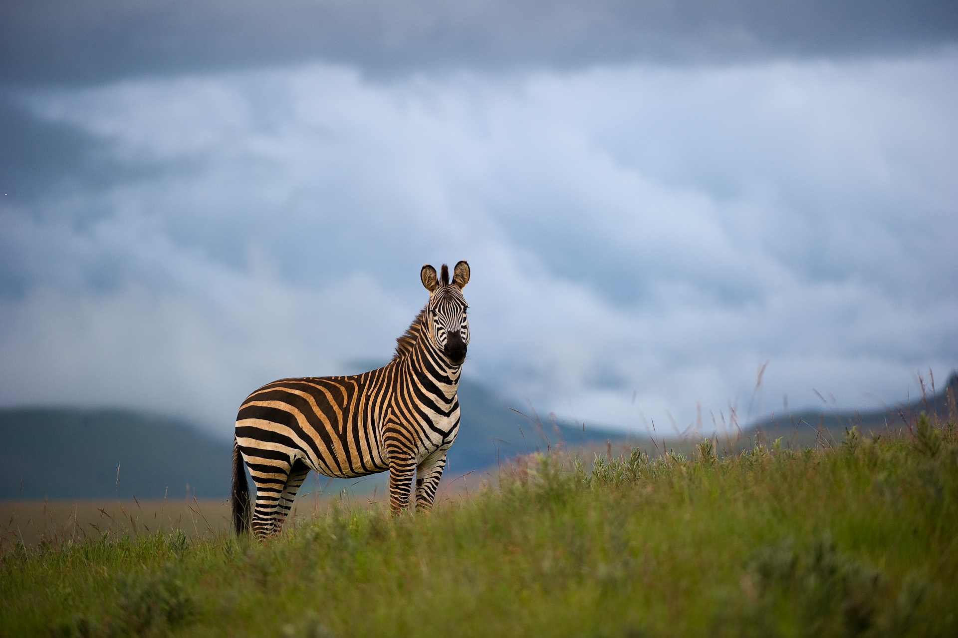 Nyika National Park Wildlife