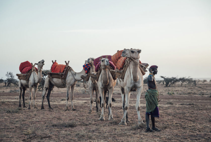 Kenya Laikipia Ol Malo Camel Walk