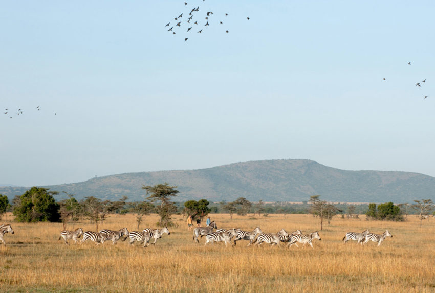 OlPejeta-walking-safari-1-Kenya-Safari