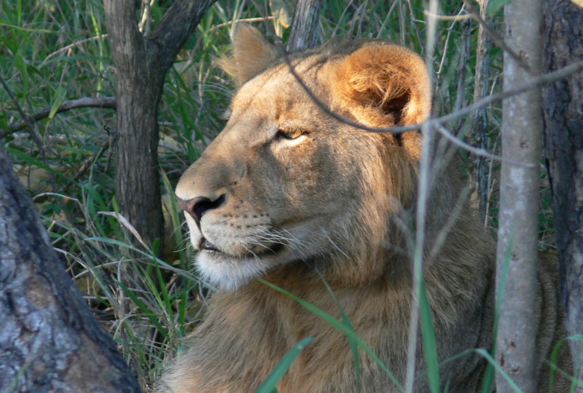 Royal Malewane South Africa Lion