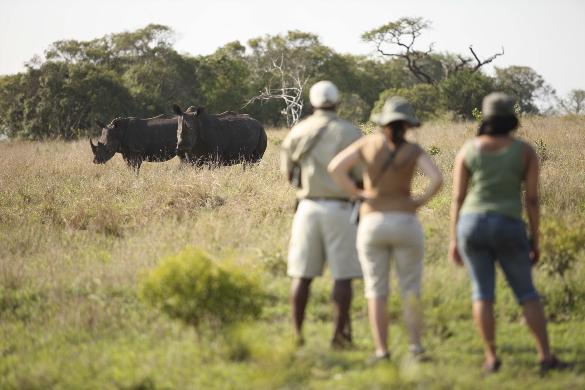 Phinda-Mountain-Lodge-South-Africa-Wildlife