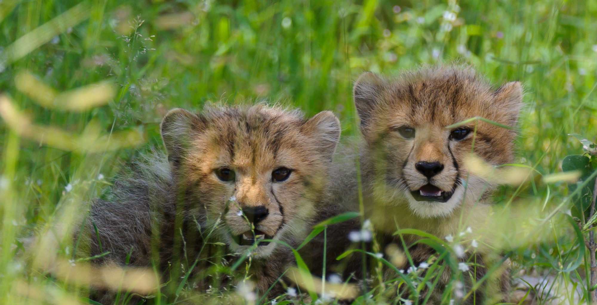 Botswana, Chitabe Camp, Cubs