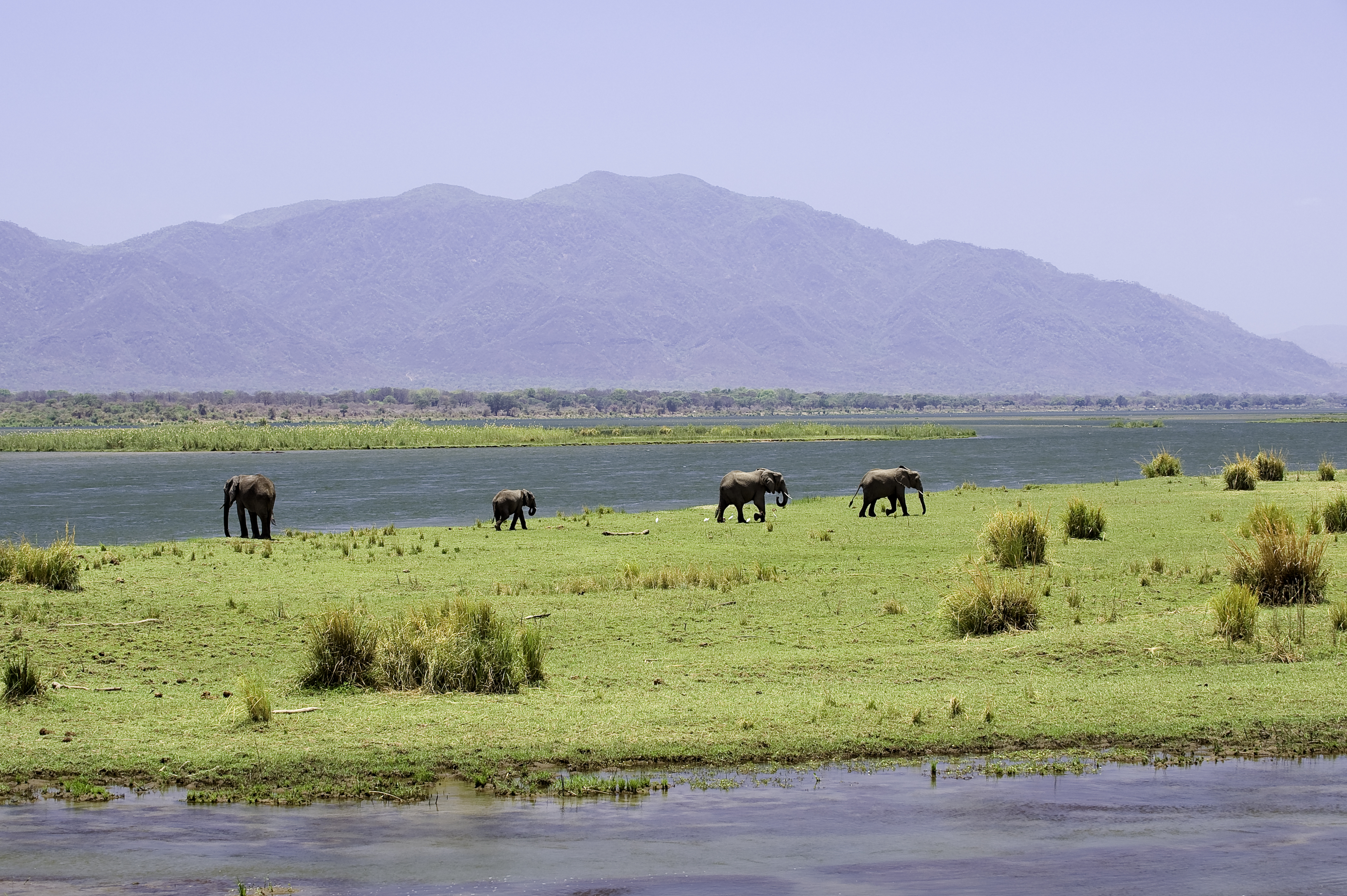 Mana Pools Zimbabwe Elephant Shot