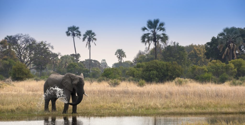 Sandibe, Okavango, Botswana, Elepahnt