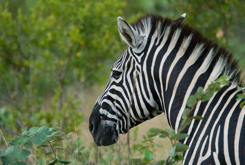 Singita-Boulders-Lodge-South-Africa-Zebra