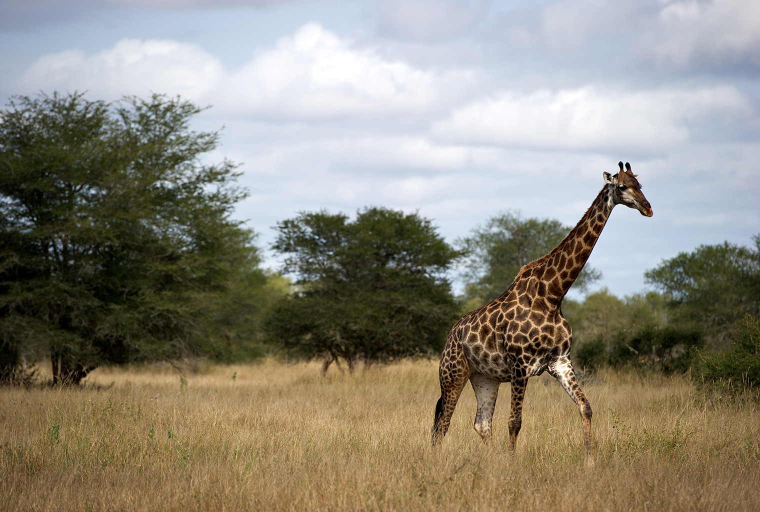 Singita-Lebombo-Lodge-South-Africa-Giraffwe