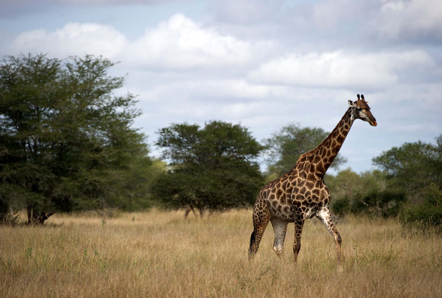 Singita Kruger National Park Safari - Journeys by Design